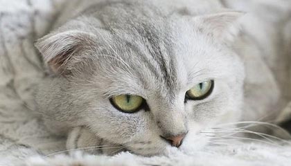 九游电脑版-美国CS_GO战队备战Copenhagen Major，csgo美洲战队