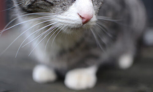 全国青少年足球训练营火热招生,开启梦想之门,青少年足球培训招生