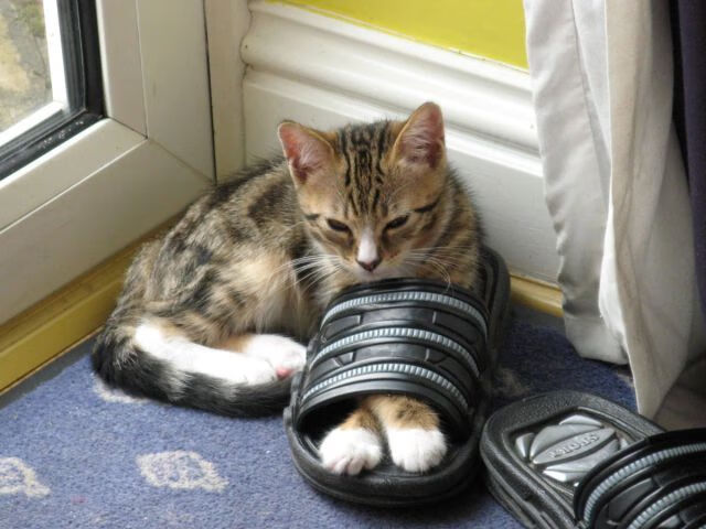 失误多发:上海队关键时刻失误失分,败局提前注定!,上海队的比赛