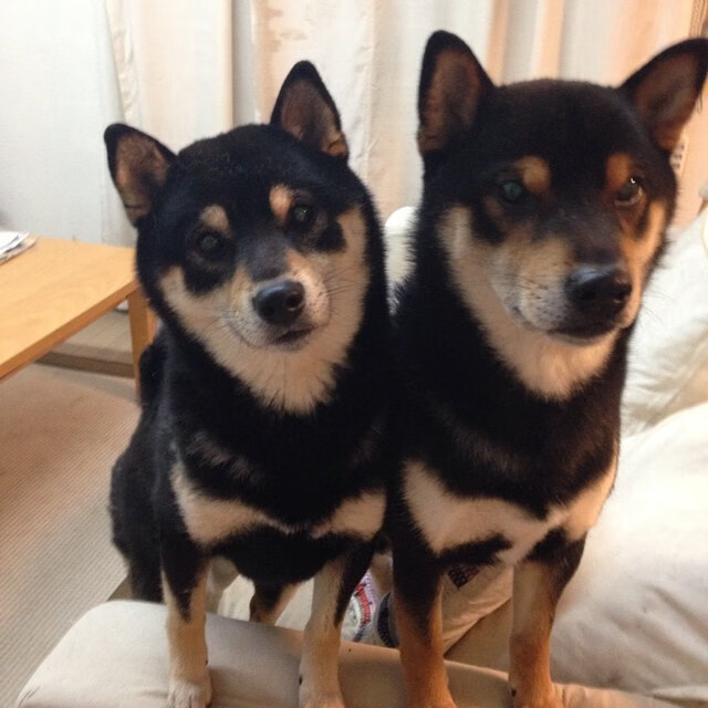 德甲比赛，数据和战术双重解读背后隐藏的胜负秘密，德甲赛制介绍