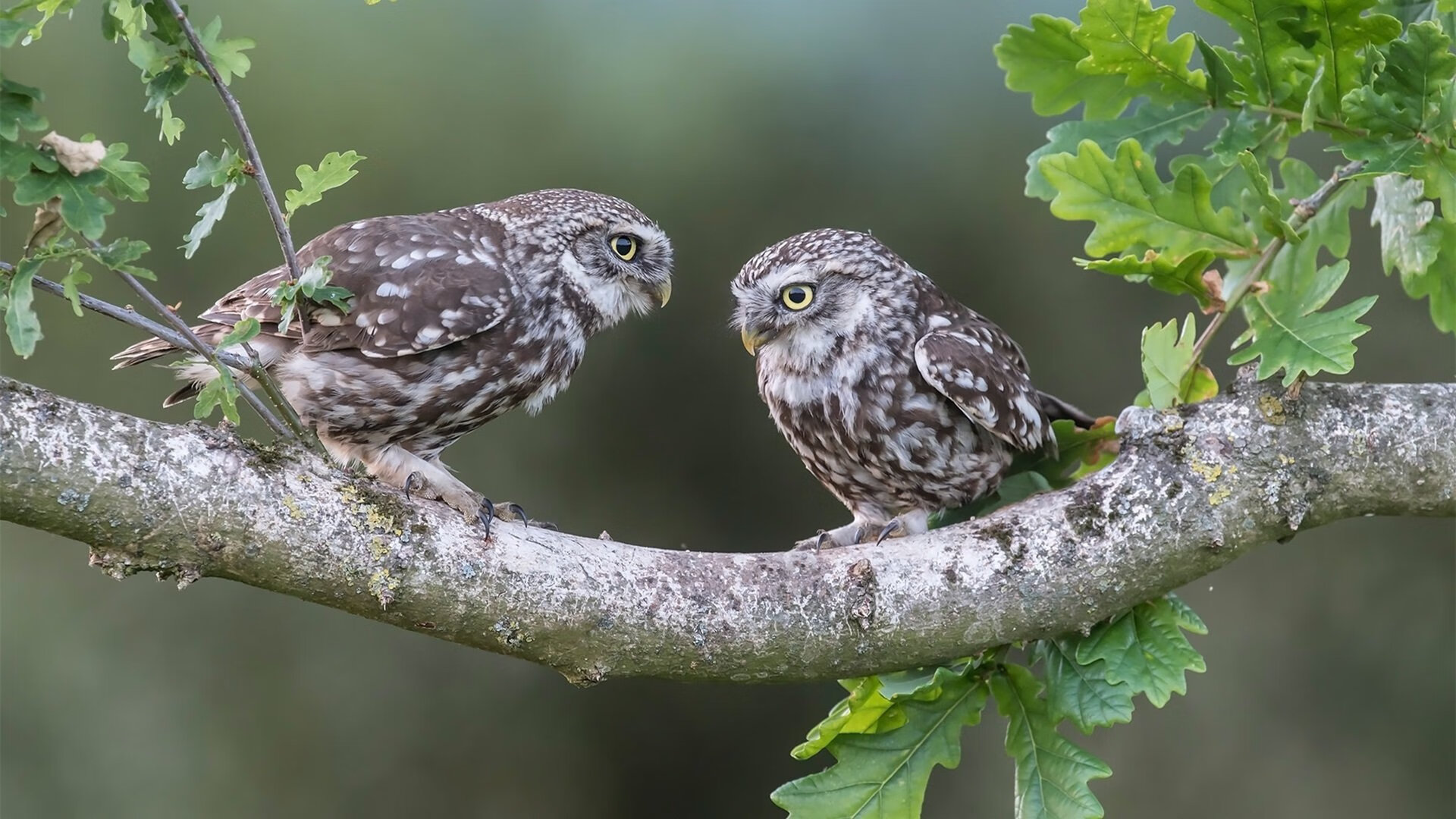 欧冠席位激烈争夺,积分榜上的“生死战”,欧冠十大死亡之组