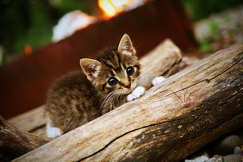 欧冠席位激烈争夺,积分榜上的“生死战”,欧冠十大死亡之组