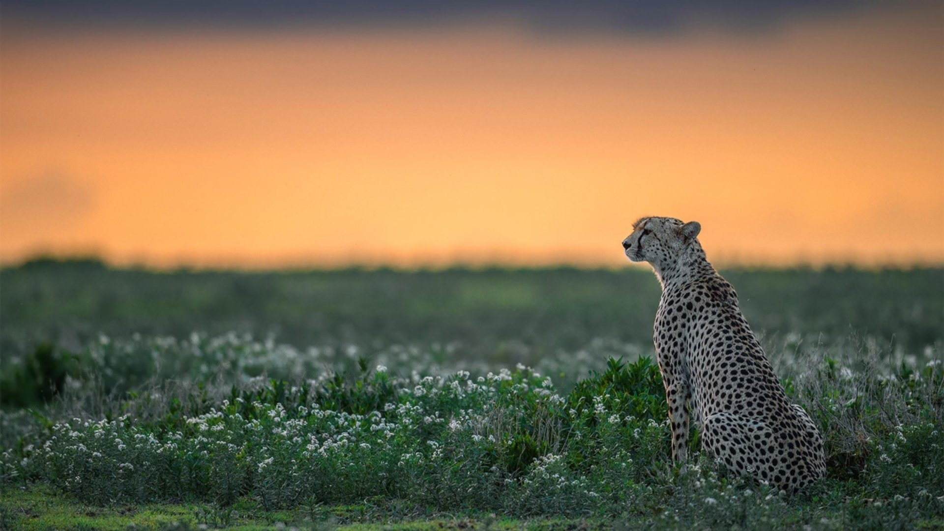 炉石传说“策略盛宴”年度巅峰对决正式开幕,炉石比赛2020
