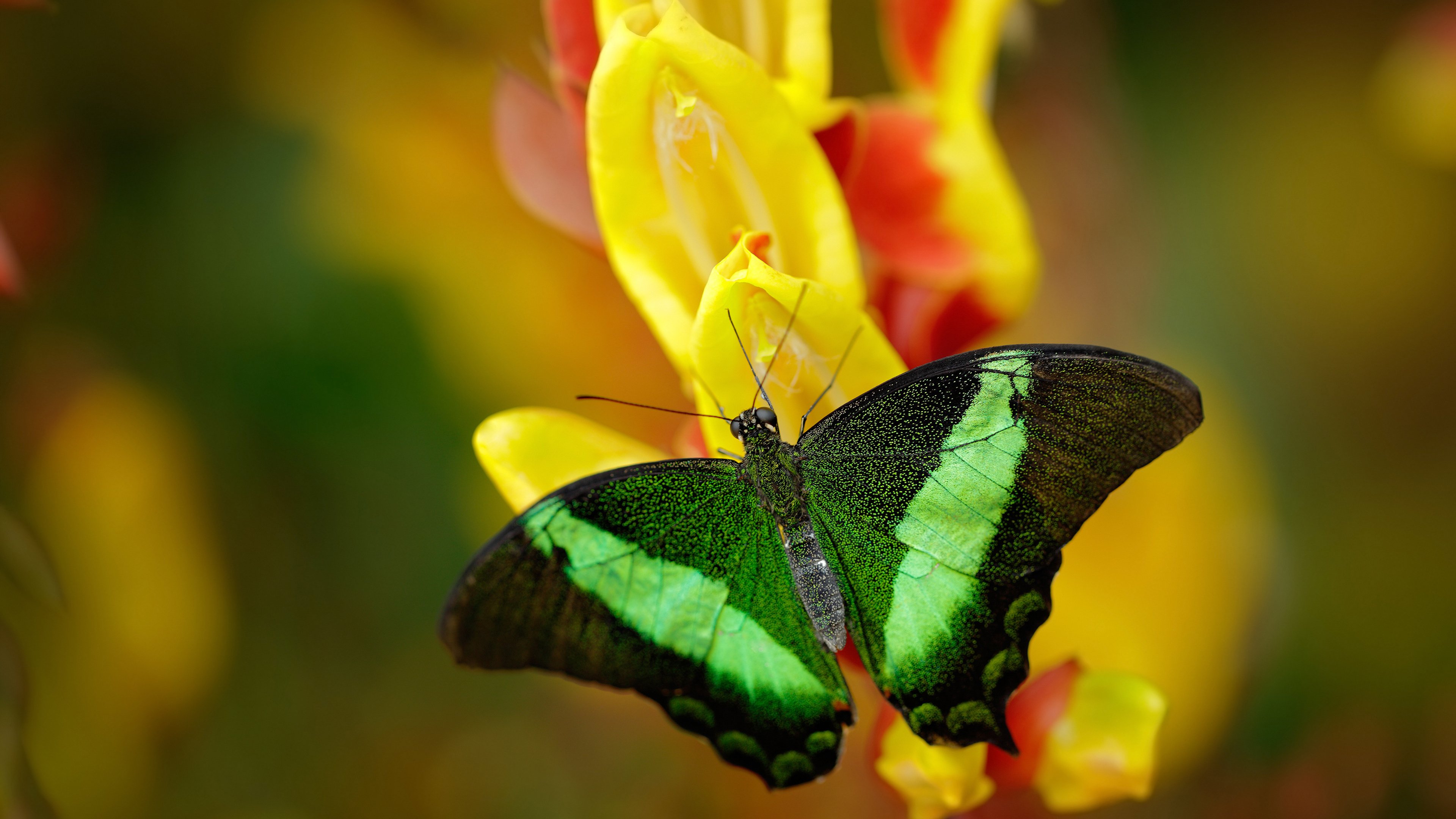 九游网页版官网-足球元宇宙项目发布沉浸式互动观赛体验，宇宙足球队游戏