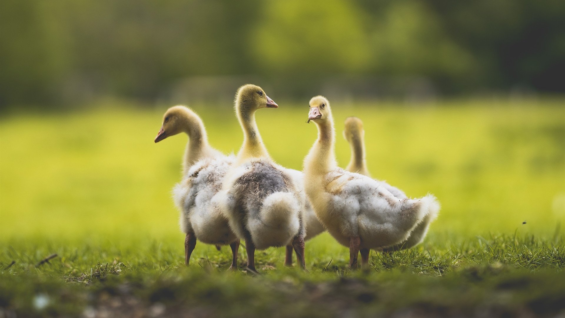 北京国安年轻球员入选国家队,北京国安年轻球员入选国家队了吗
